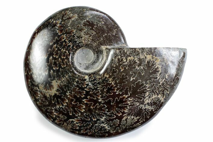 Polished Ammonite (Cleoniceras) Fossil - Madagascar #365043